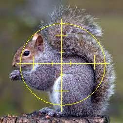 squirrel.jpg.73078cd35b702cca3ee498d37177110f.jpg