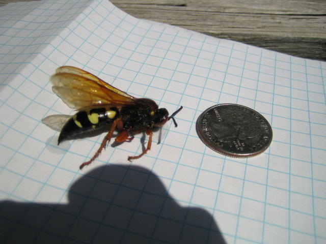 1739642225_largesizewoodeater.jpg.fb5e1cb574fcf14354f45783c21aa098.jpg