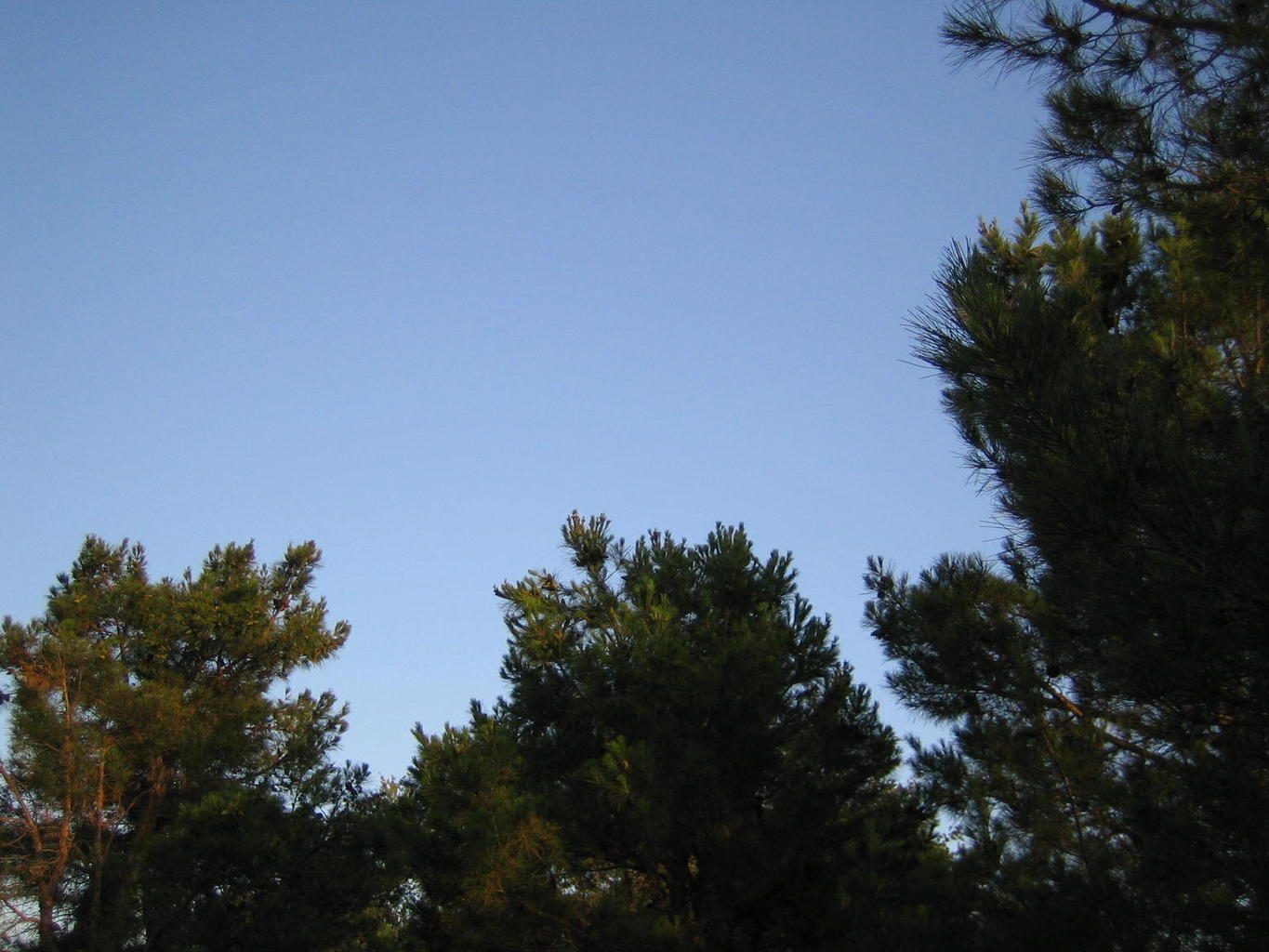 IMG_0579.thumb.JPG.a15dbc65e8ff801684a574dc3cb387d7.JPG