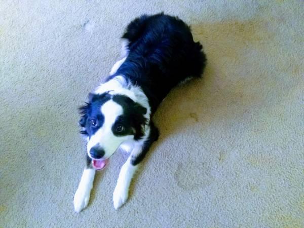 1943497660_CharleyAussieCL2.jpg.a1ced304d0276481ad15a29e5501d06a.jpg