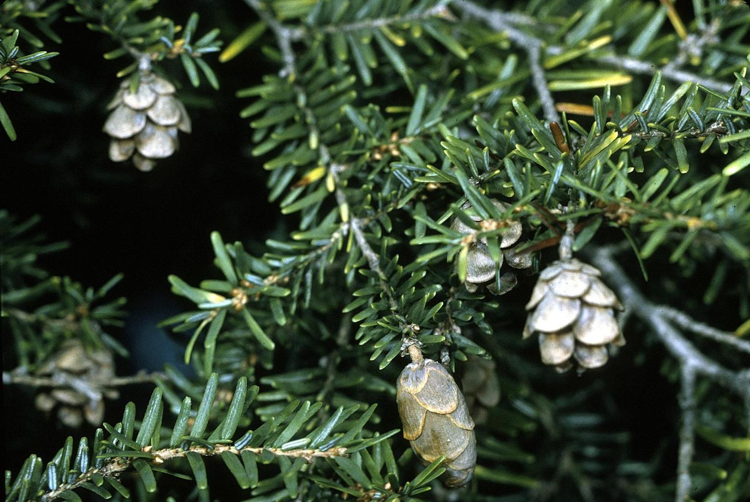 Eastern Hemlock cones and foliage.jpg