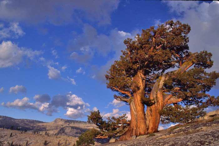 Western-juniper-Yosemite-NP.jpg.1fe10c6e5cbd457f97f5ed314136fb09.jpg