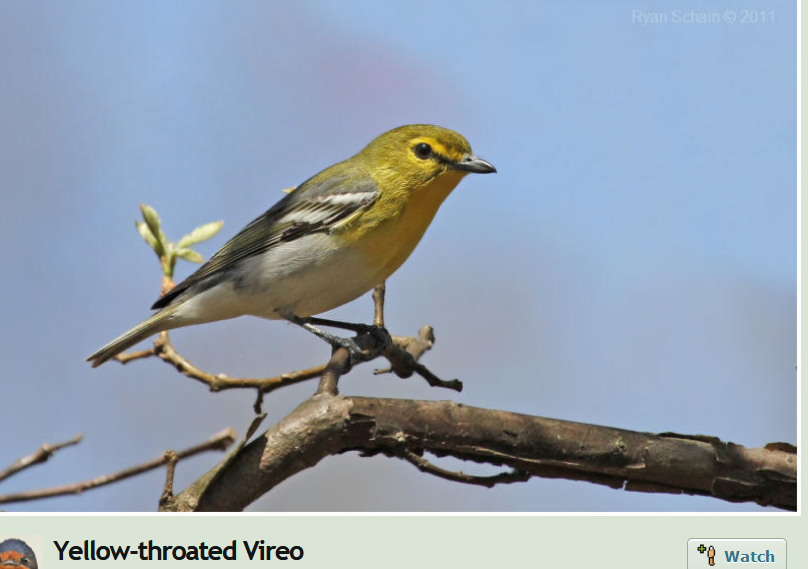 249369052_YellowthroatedViro.png.6fa0a558e111185100e1491460b9b6aa.png