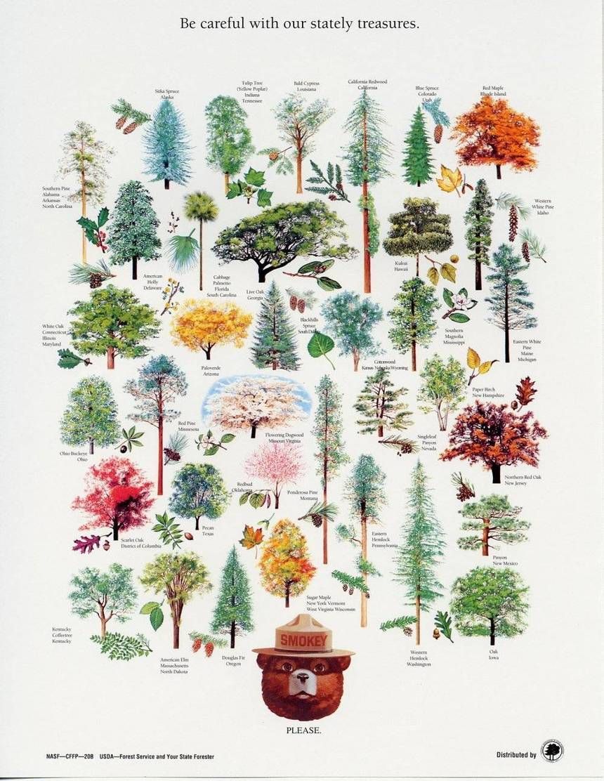 state trees
