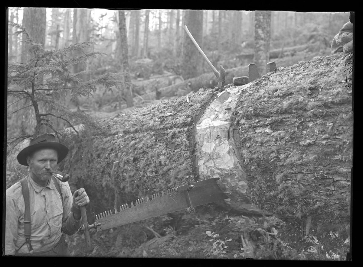 Undercutting_a_larch_tree.jpg