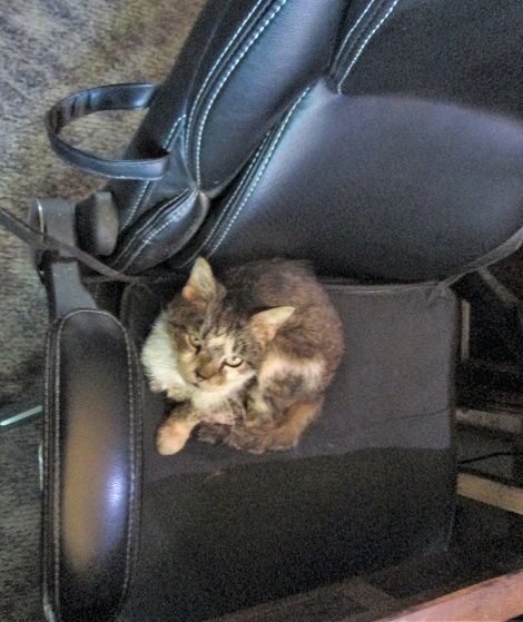 1780294287_MYchair.JPG.13732a00c7d6379b131a07cc83ea287d.JPG