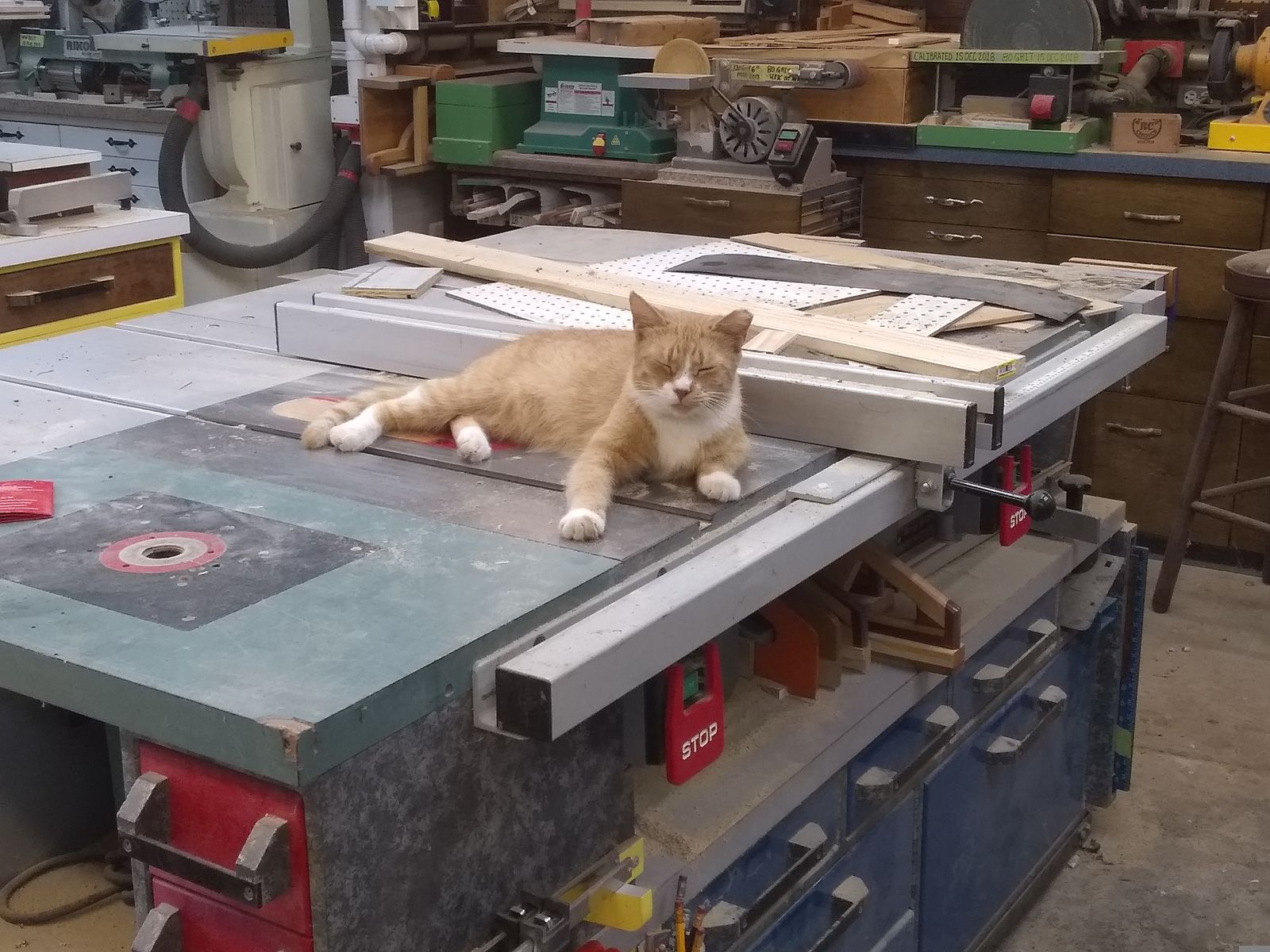 cat.jpg.af968eac650879779873dbf46961fb74.jpg