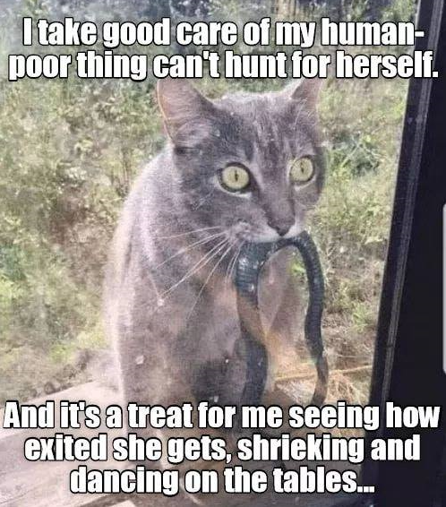 915281468_KittyCaretaker.PNG.164efc4a1fc1e5b0a42fa9f0c84a72ac.PNG