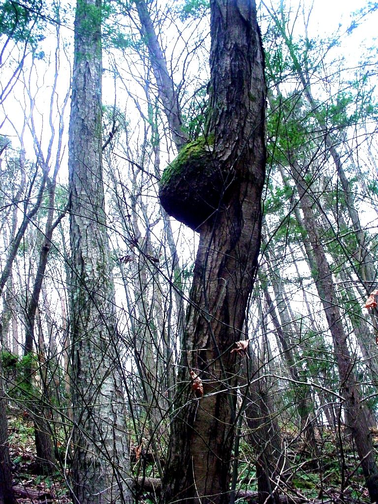 Burl's (wet or dry?)