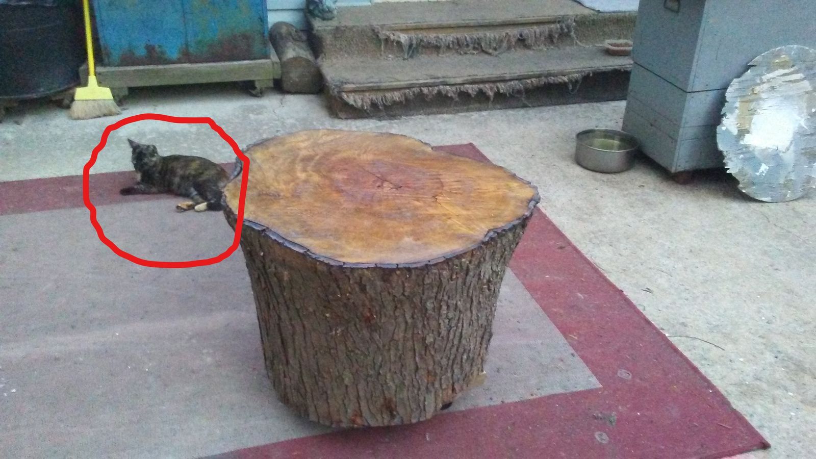 Stumpy_LI.jpg.ad41167437c4675a0bb74f7fd6496f6f.jpg