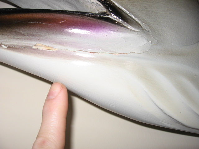 2091787959_sailfishlowerjaw.JPG.45679dc187376113ab5ba9584cc1a8bf.JPG