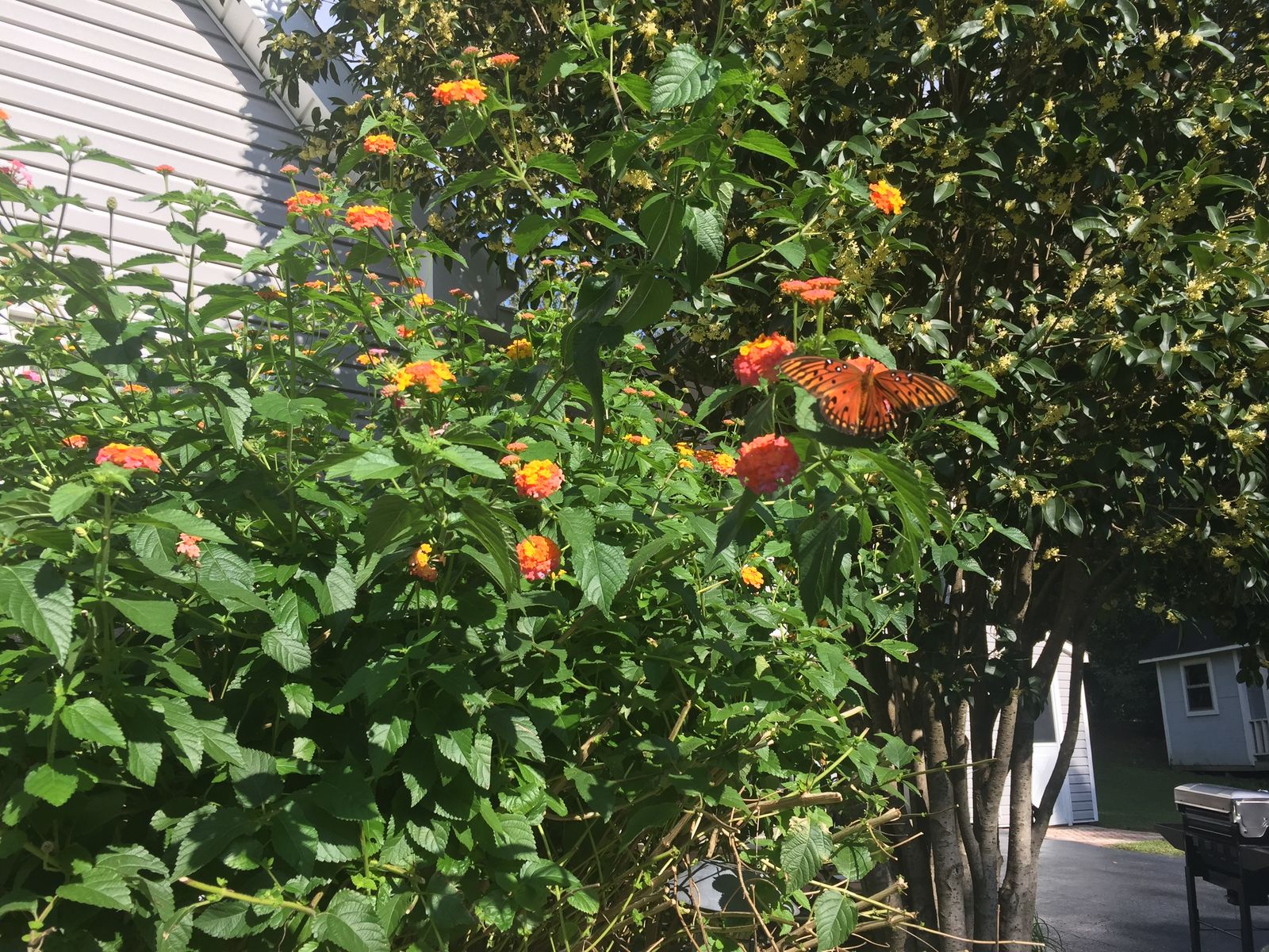 IMG_2276.jpg.b84afa3dce1d2e3d7c9118f514a9ba7a.jpg