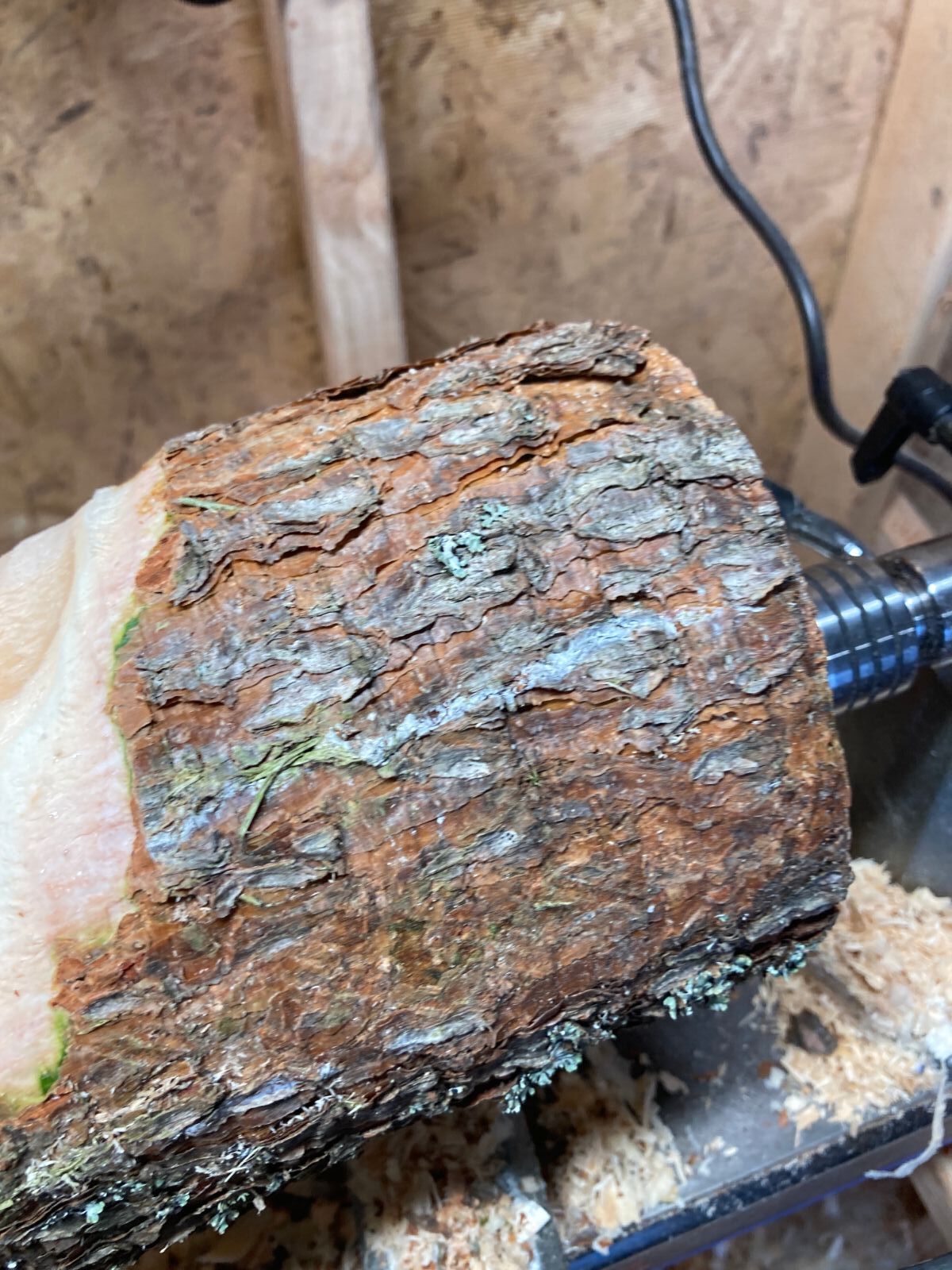 A head start on the Fir Egg....