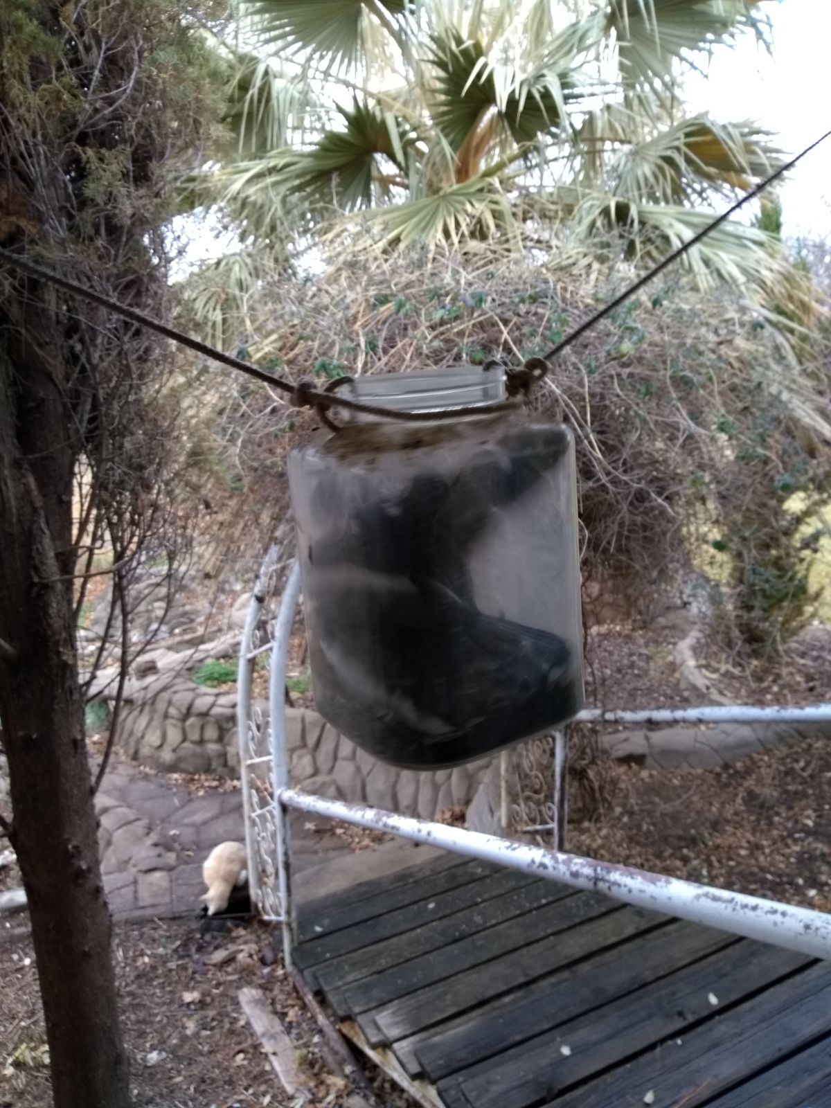 80069597_IMG_20210301_083310140dovesdontknowhowtogetoutofthefeeder.jpg.5767a1b9f808b59ce81864e960b9ec61.jpg