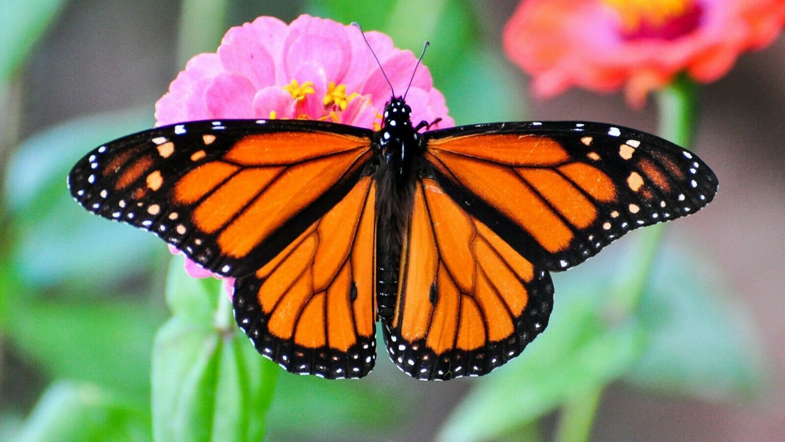 541423583_s-l1600monarchbutteerfly.jpg.84f8a54ca90c366779212611b2adab29.jpg