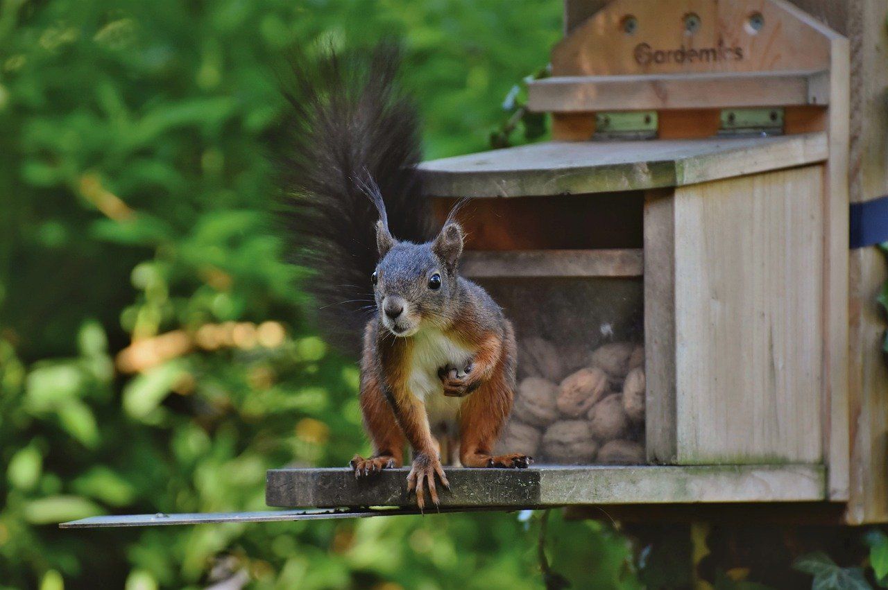 squirrel-6356381.jpg