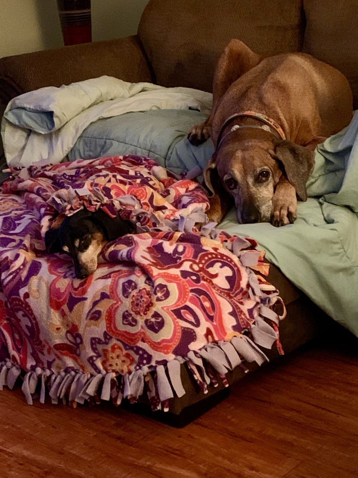 51935892_2021-1(5).jpeg.5b75bf4d24089cf8dea84057f915ca7f.jpeg