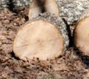 1740688937_roundfromafelledtree.png.914b650520ec29efa426c8a7e1044d25.png
