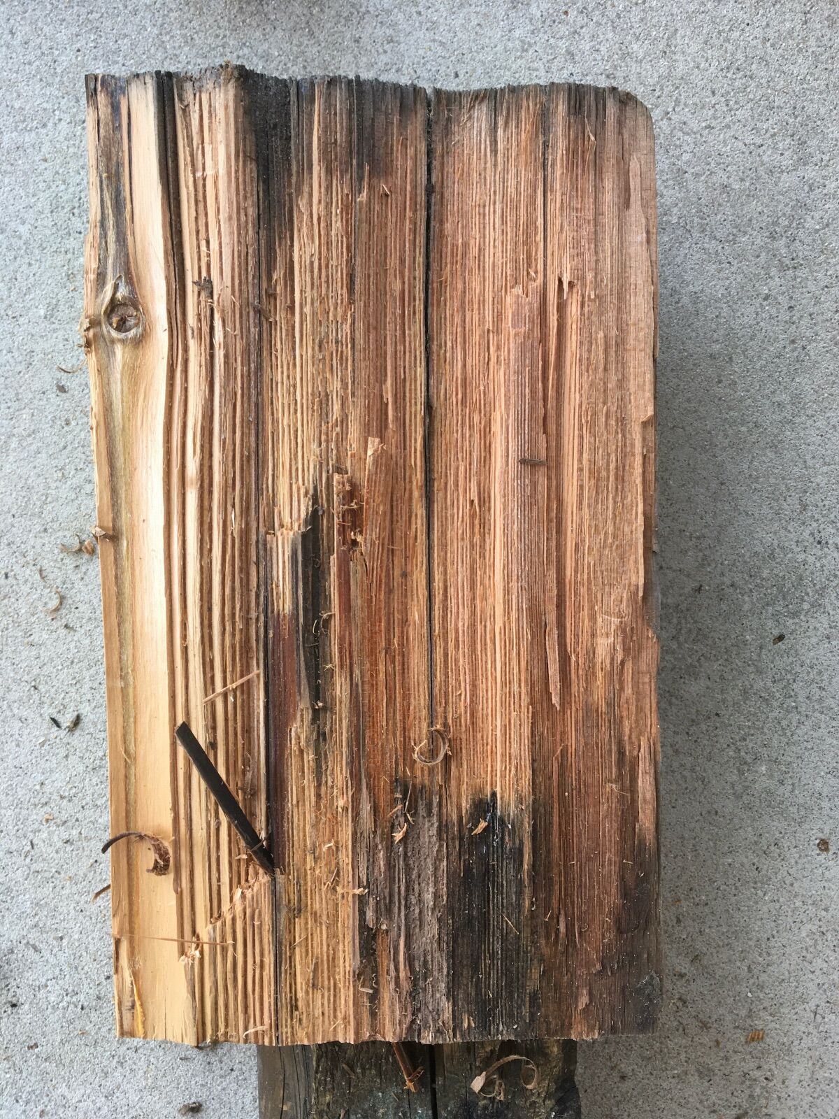 2082492855_harvestingheartpinefrombeamendD.JPG.65be143482db11db0360d2435af04b91.JPG
