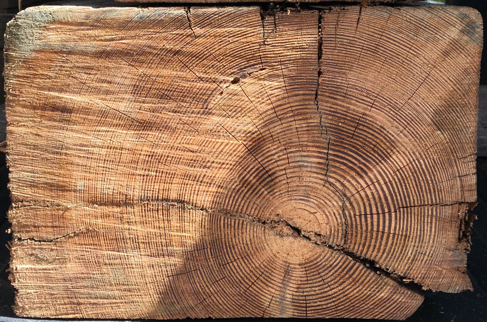 470269710_harvestingheartpinefrombeamendA.JPG.96fb9e30194d10ac63d938731e39a154.JPG