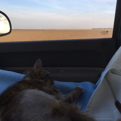 676790617_roadtripwithcatsoutheastcolorao.jpg.24b2f7114f0ece38cc5568b79c340d63.jpg