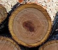 1652350635_rustyscherrytreefind.jpg.59c2746b19179a054f9283b47271c6c6.jpg