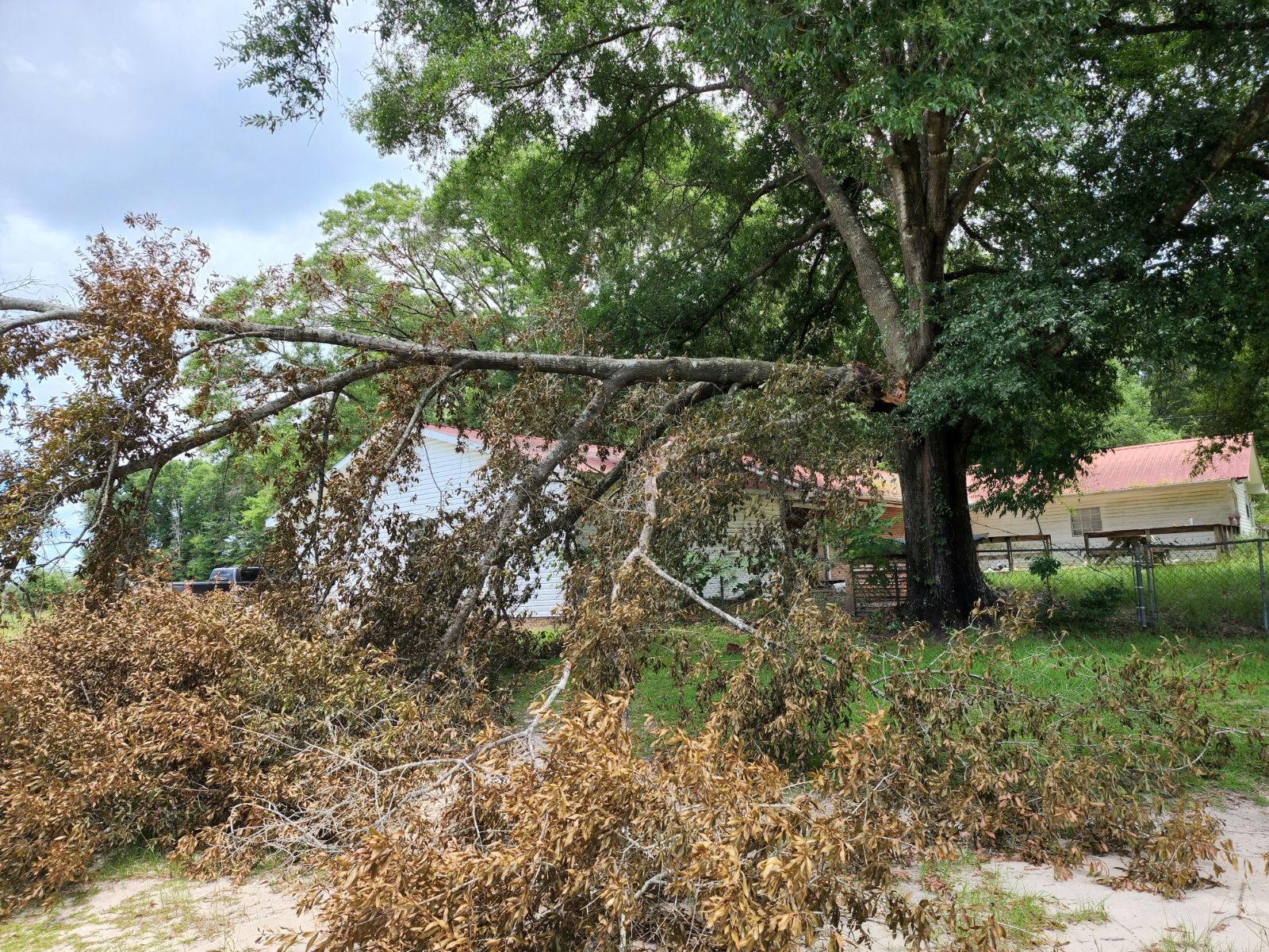 TreeDown1.jpg.bb097eb0d0900d1109ee3001fc3a88f9.jpg