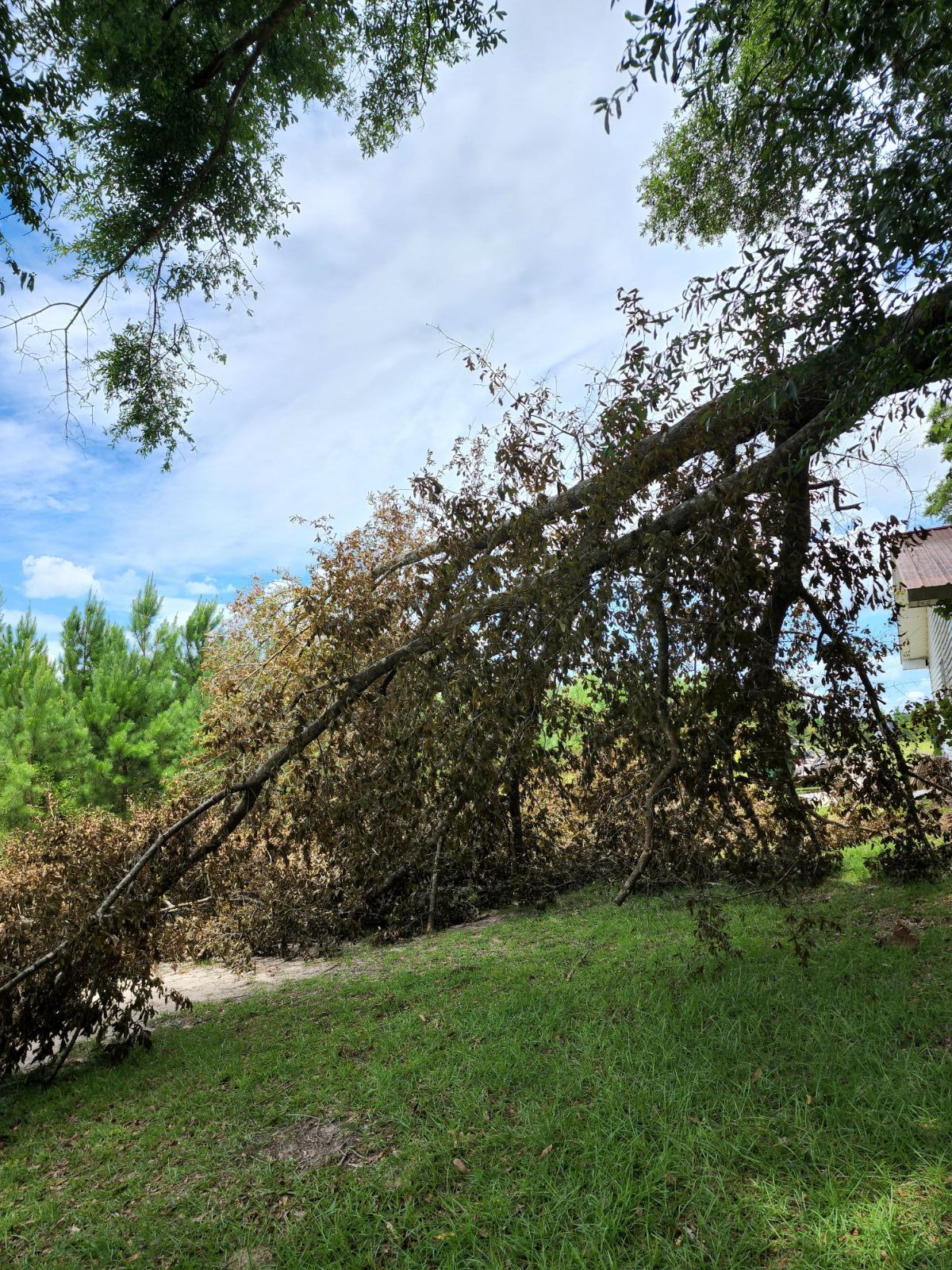 TreeDown3.jpg.ae016667b82703d4a00e6d733dc6a337.jpg