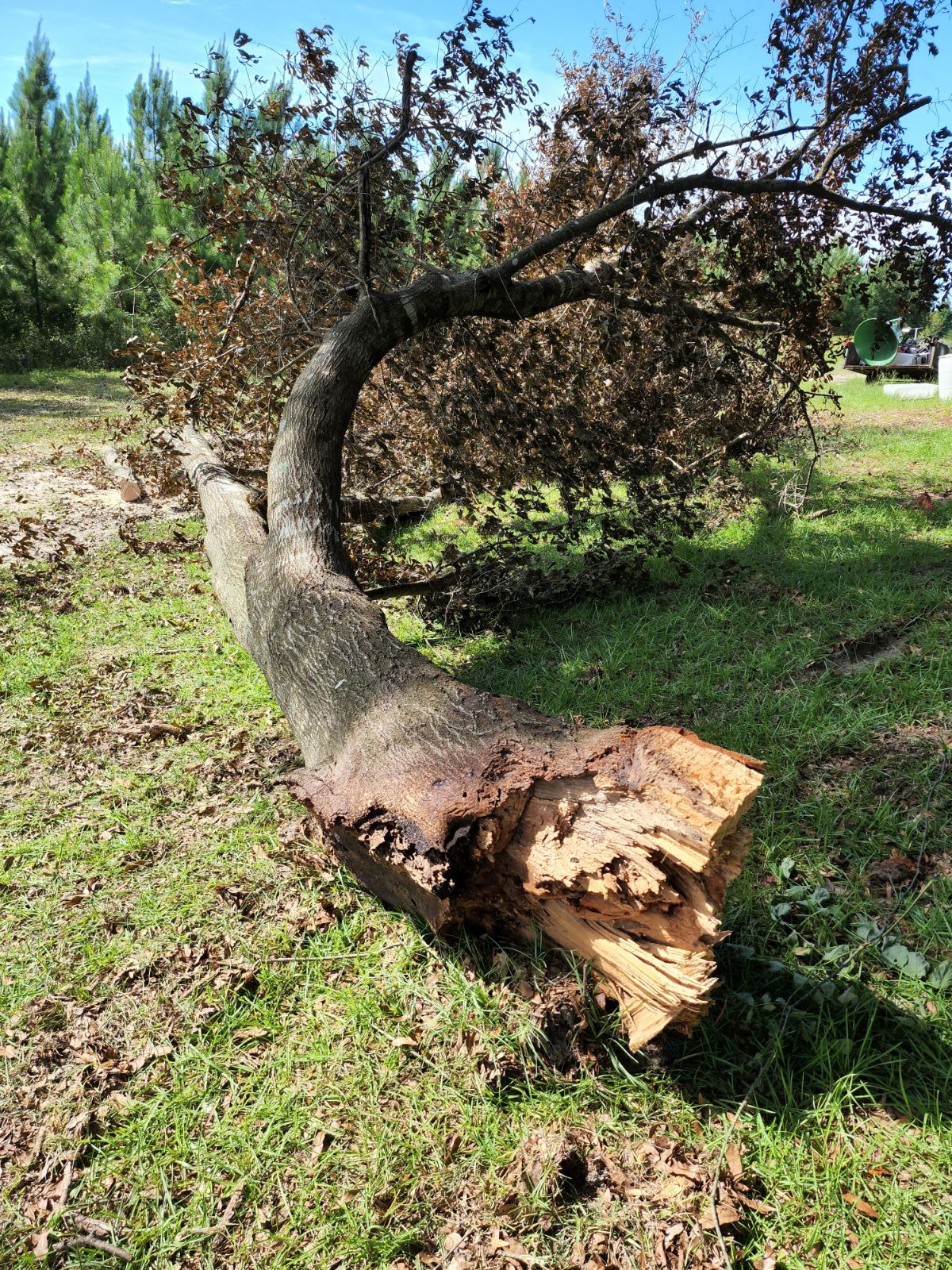 TreeDown5.jpg.95807707c8b450948fef03791d20e106.jpg