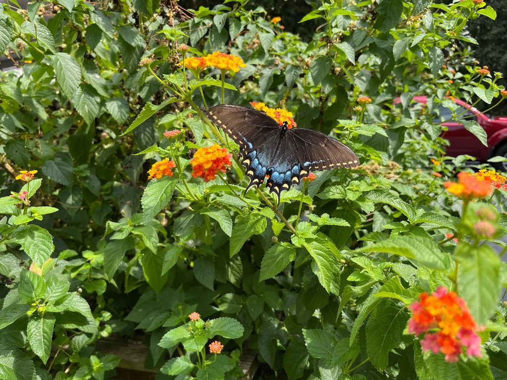 IMG_0556.jpg.3880b11d684db008d0c5ba13d0e63276.jpg