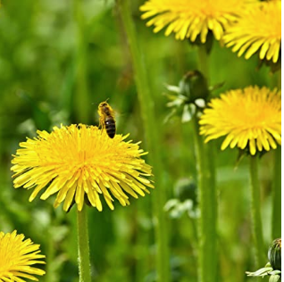 Dandelions.PNG.e39d78724fce865c4af763de5d21b694.PNG