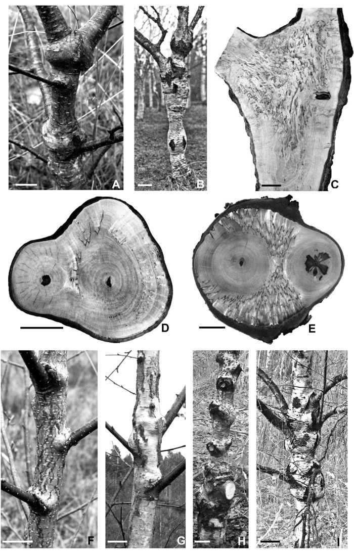 Tree section.jpg