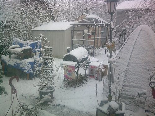 1stof2024backyard.JPG.21aa029a0d199a1dcef3dd2616b42af9.JPG