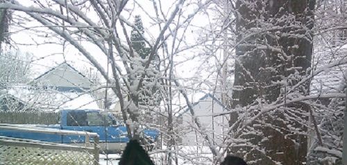 1stof2024sideyard.JPG.8cb014a26be1f69d2a5e525d587a1272.JPG