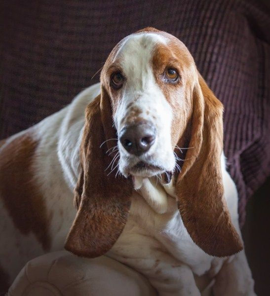 TheQuig (547 x 600).jpg