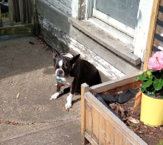BackPorchbathingbeauty.jpg.9918eb17da10a46c0b2eb9e4b9cf4f0a.jpg