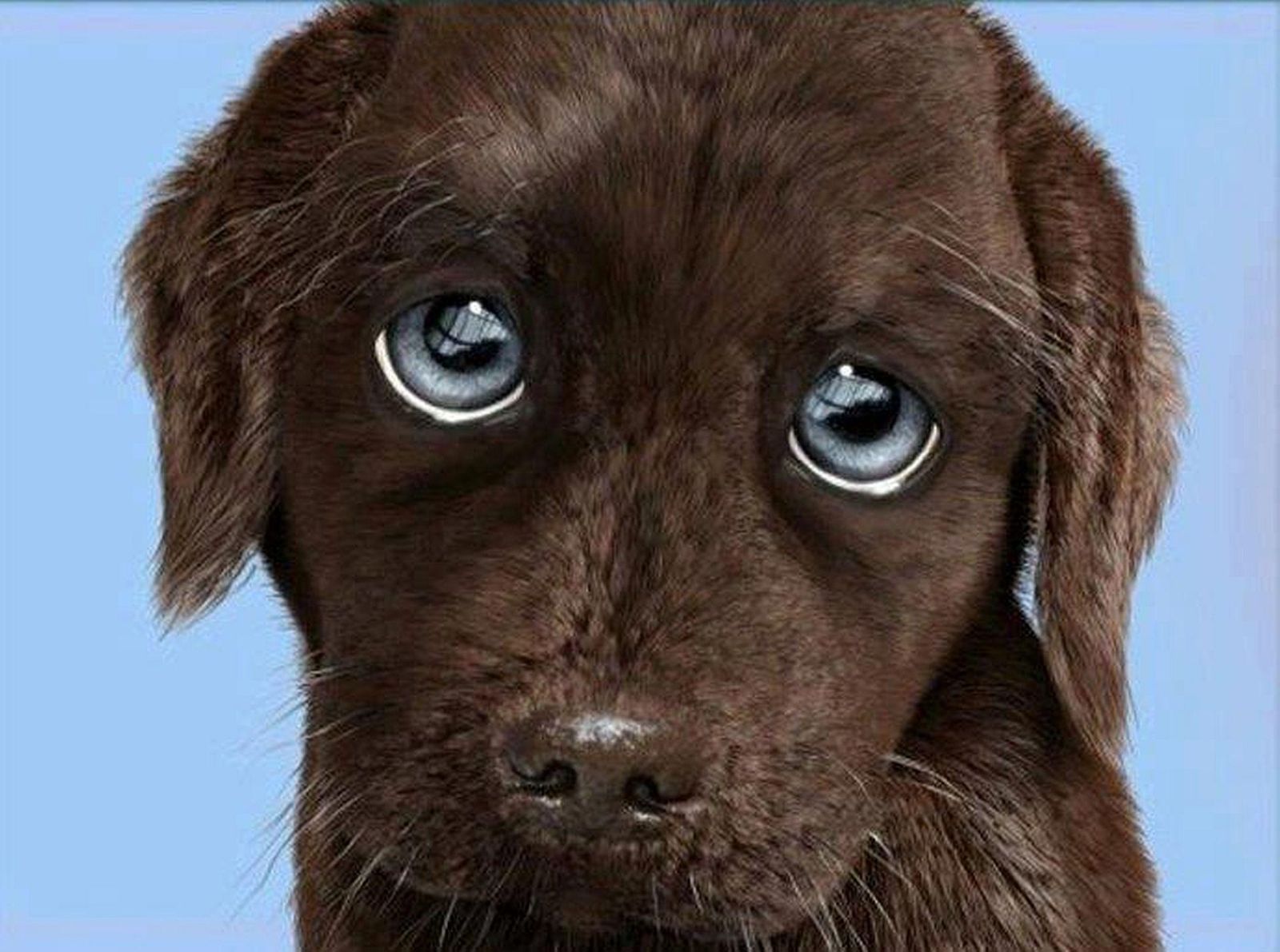puppydog.jpg.d399db8ad2f52f924fbca983407503f3.jpg