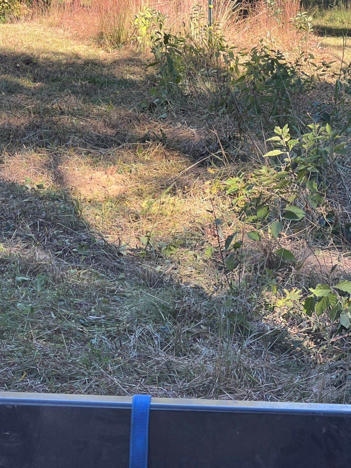 IMG_0075.jpeg.73b8d2ae43a1595979065ac6a9accab9.jpeg