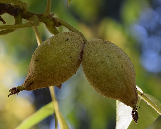 Butternut Fruit Butternut Fruit