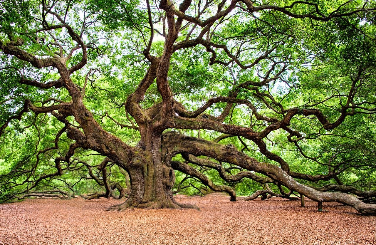 More information about "The Hardwoods (Broadleafs)"