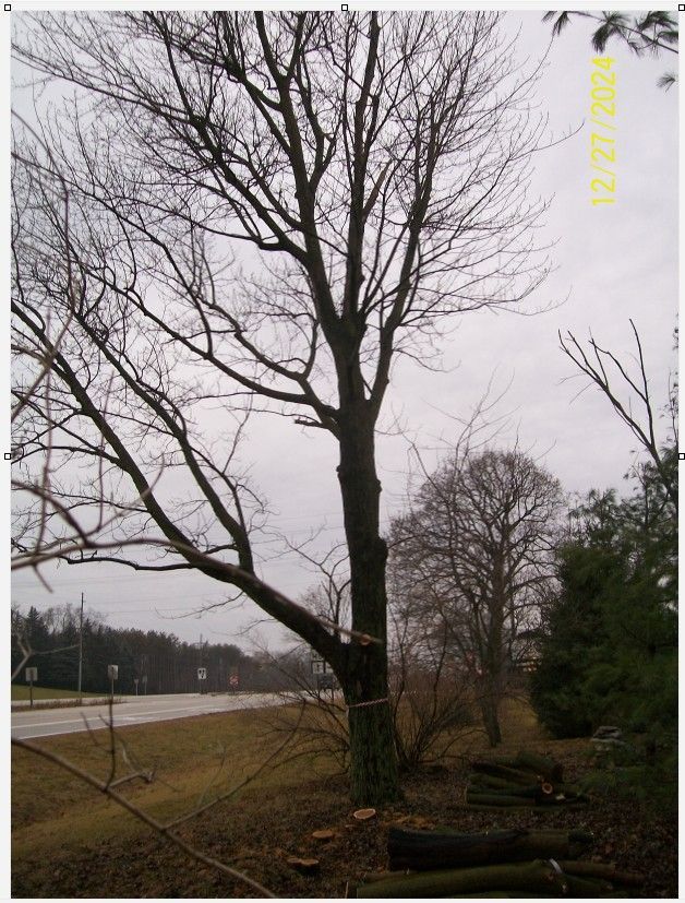 LastMaple.jpg.efa5c13c1b31d4e7ed6733a93f5ca049.jpg