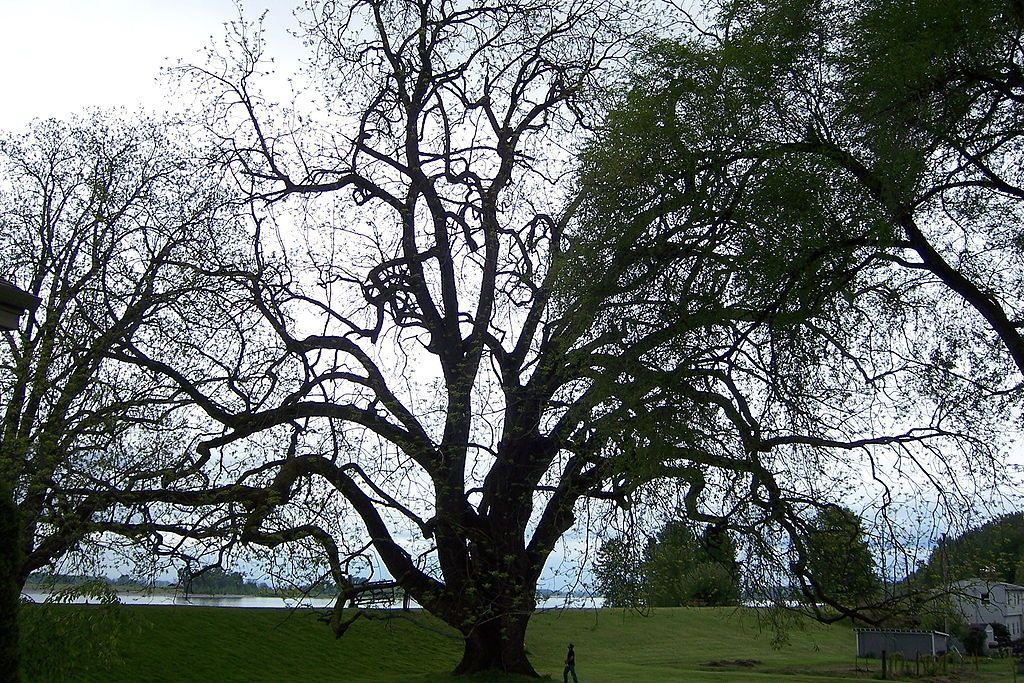 Black Walnut
