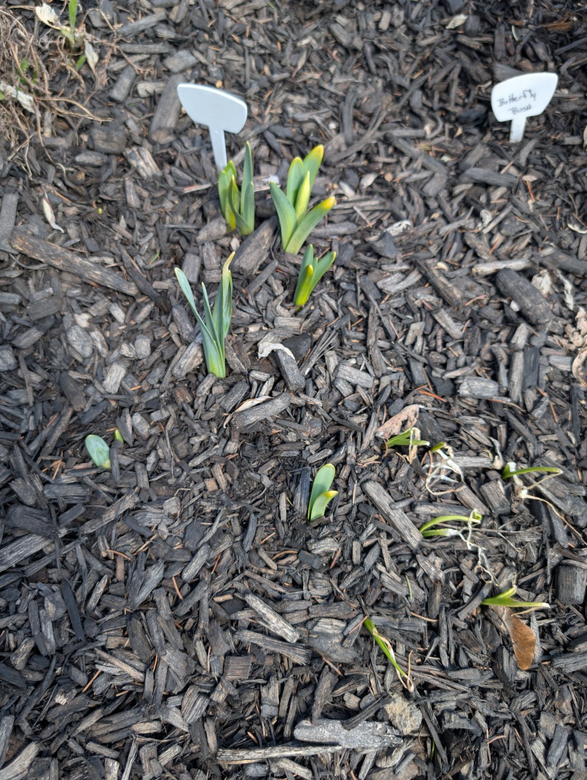 Blooms1.jpg.1b131b7580613e9c66ed125ad6b75f91.jpg