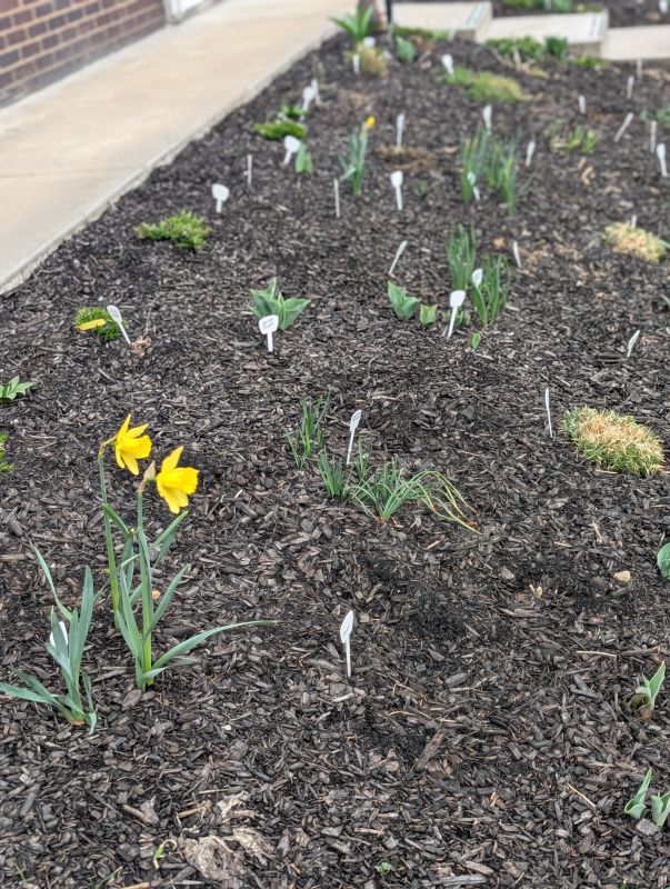 springbloom.thumb.jpg.0cad5b17963b2008e67c53787b515cf3.jpg