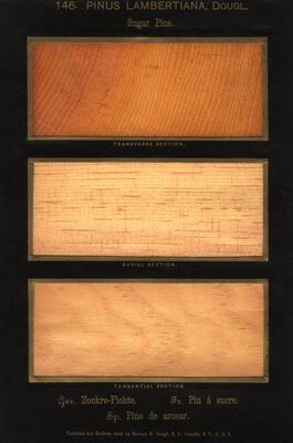 Pinus Lambertiana Dougl. by Romeyn B. Hough