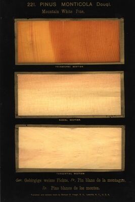 221. Pinus Monticola, Dougl.jpg