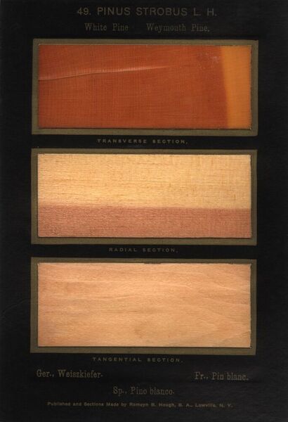 49. Pinus Strobus L. H..jpg