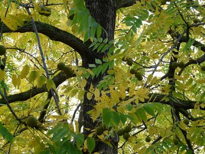 black walnut foliage and nuts