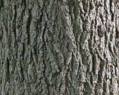 black walnut tree bark