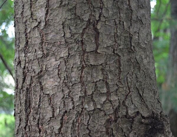 Eastern White Pine Bark